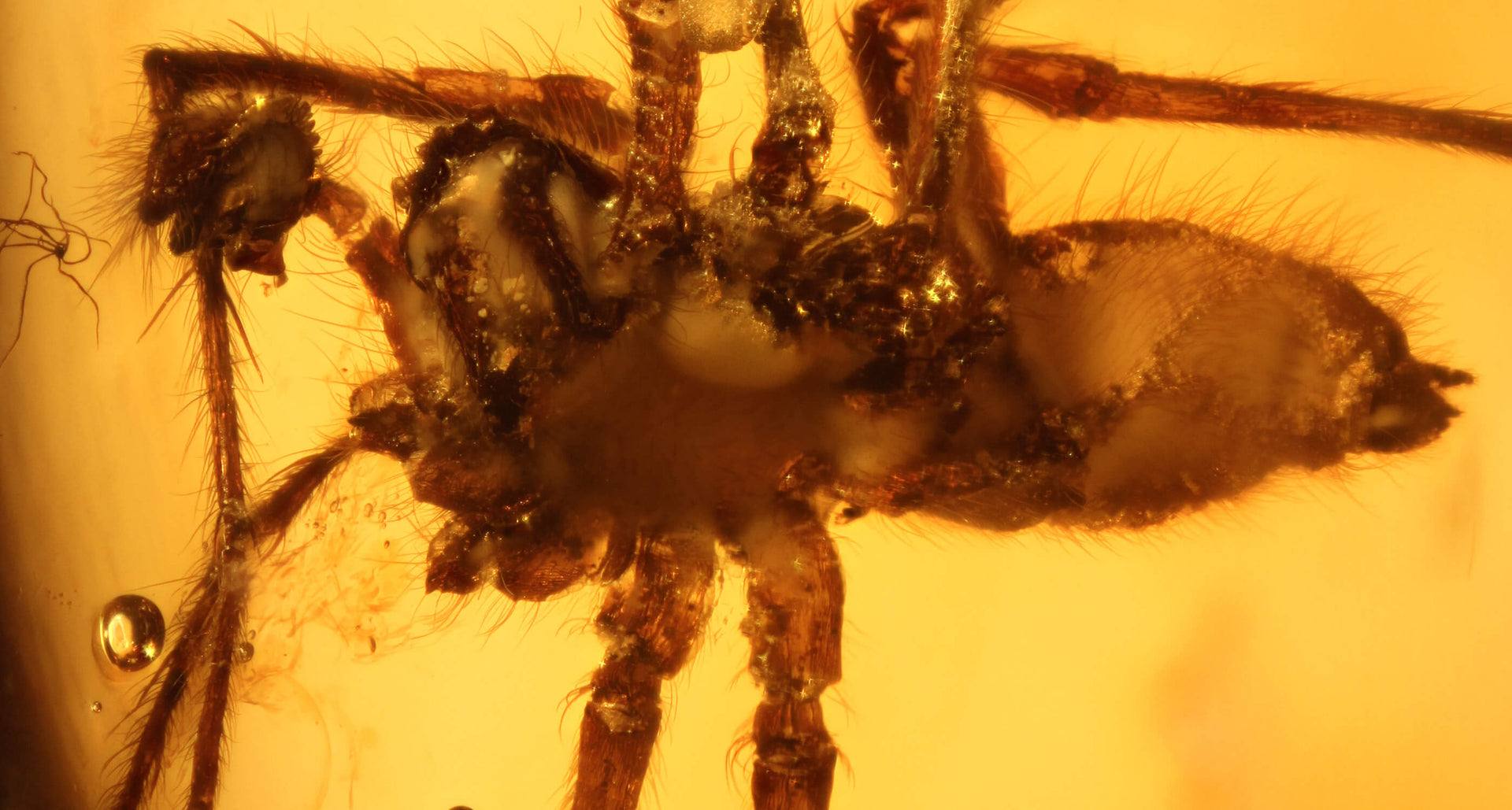 Makrofotografie Bernstein Inkluse Spinne
