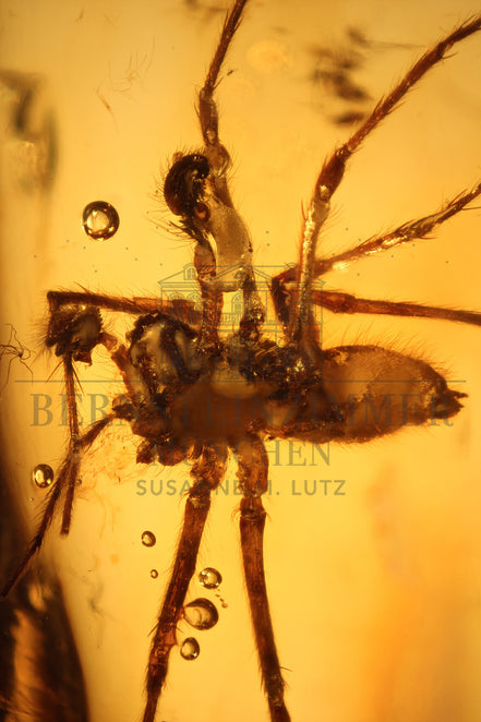 "Anansi" Fotodruck · Makroaufnahme Spinnen-Inkluse